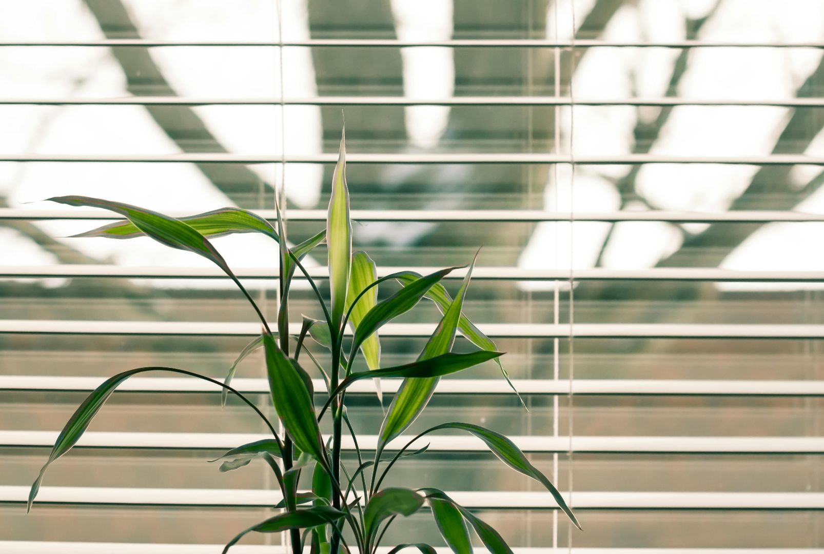Plant in front of blind - photograph by Steve Johnson